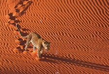 LEOPARD Animaux Vintage Carte