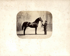 Henri Tournier (attr), Pur Sang, Cheval Dollar vintage albumen print Tirage al