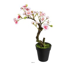 Bonsaï Prunus du japon