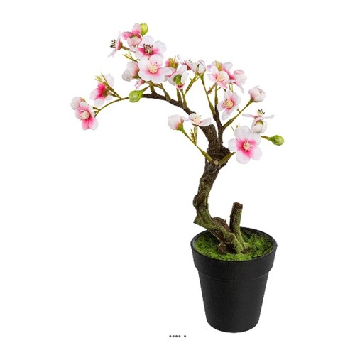 Bonsaï prunus japon - prunus, du