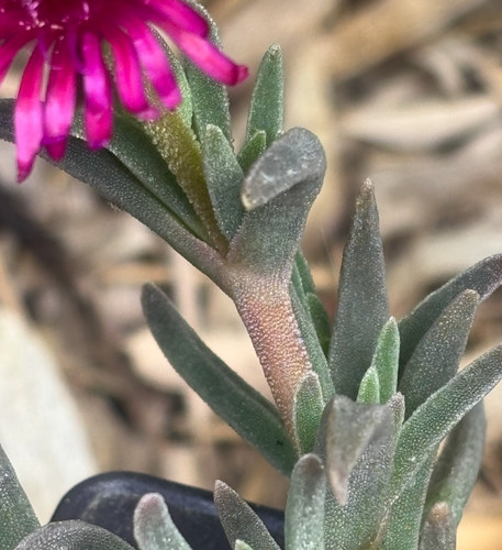 Carpobrotus griffe sorcière - carpobrotus,