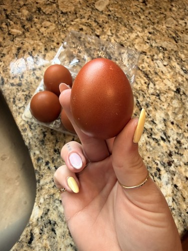 Black copper maran hatching - copper,