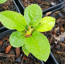Malus domestica 'M9'