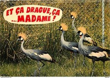 Animaux - Oiseaux - Grue Couronnée - Parc Ornithologique Départemental de la Dom