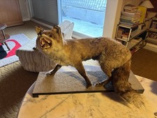 Renard naturalisé –