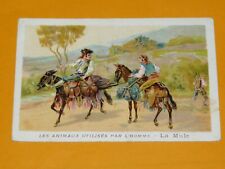 CHROMO BON-POINT ECOLE 1910-1930 ANIMAUX UTILISES PAR HOMME MULE MULET ESPAGNE