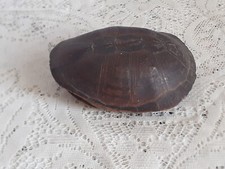 Pelusios castaneus / taxidermie / tortue originale et authentique années 1900