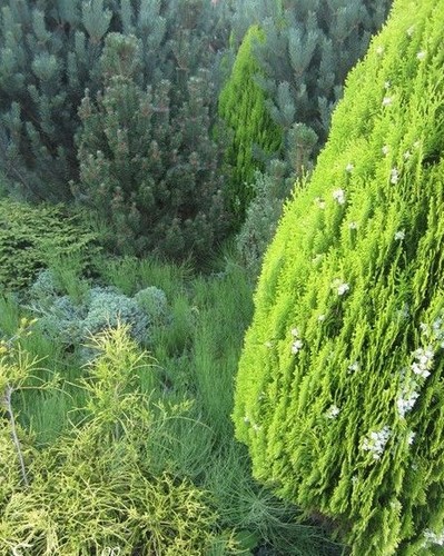 Pin epicea sapin cedre - epicea,