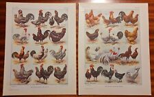 1921, LES RACES DE POULES planches couleur LAROUSSE AGRICOLE
