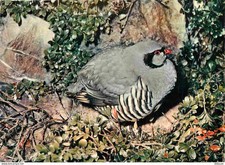 Carte Postale - Animaux -