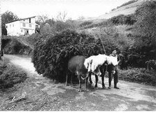 64 BIRIATOU AM#DC812 UN ATTELAGE BASQUE CHARETTE TIREE PAR DES BOEUFS
