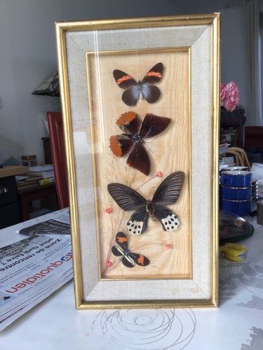 Ancien cadre dore papillon - dore,