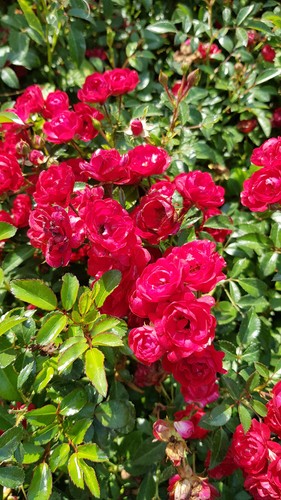 Rosa the fairy rouge - 'the, /