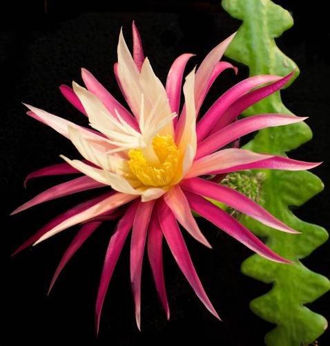 Selenicereus anthonyanus - ,