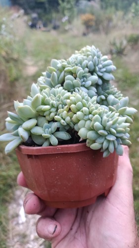 Echeveria cristata cactus - cristata,,