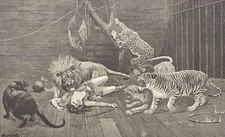 Tigre Lion Panthère léopard