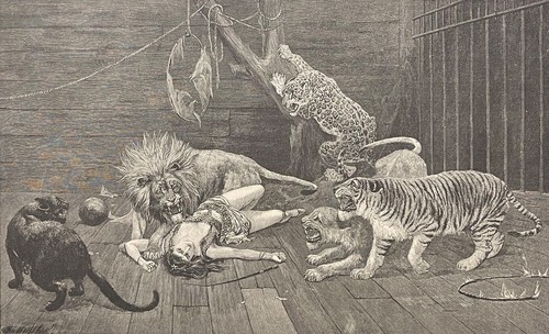 Tigre lion panthère léopard - lion,