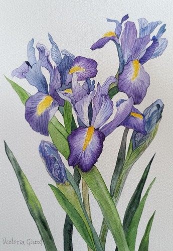 Iris violets aquarelle - iris,
