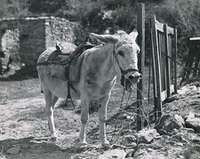 ÂNE SELLÉ c. 1950 -  Mule Mulet Baudet  Grand Format - CH 82