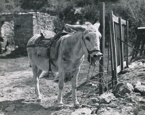 âne sellé 1950 - Âne, c.