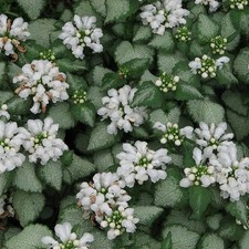 Lamium maculatum 'White Nancy'