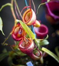 NEPENTHES JAMBAN - plante