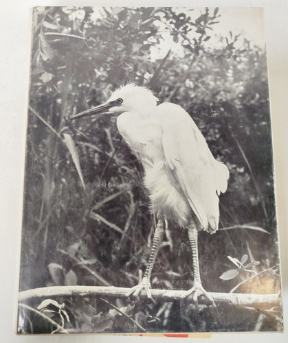 Vaucher oiseaux maraix - vaucher,