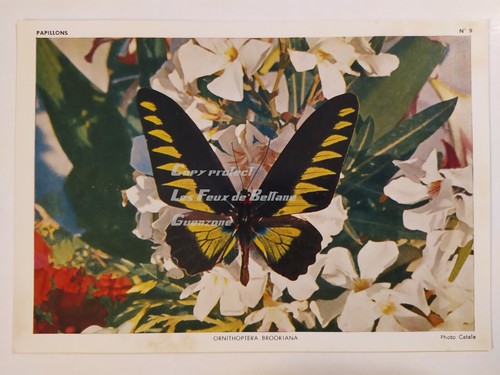 Carte photo papillon - photo,