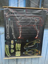 Affiche Ancienne Scolaire  &