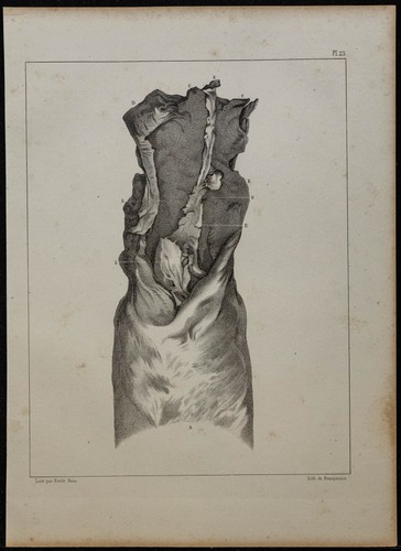 1839 planche anatomie - -, d'anatomie