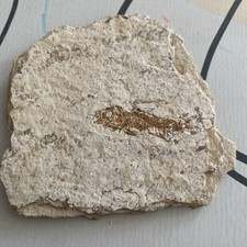 Fossile Poisson