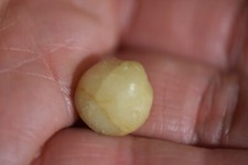 Brachiopode Lycophoria nucella