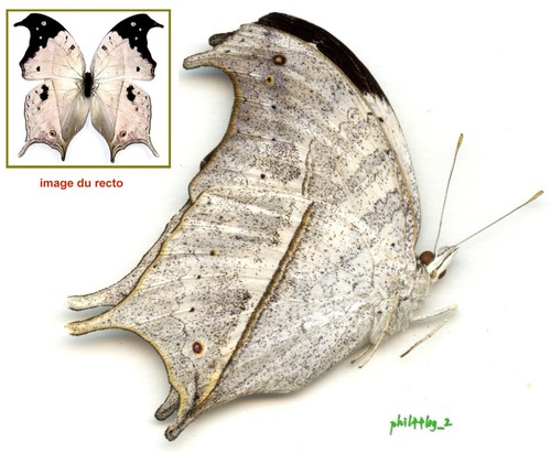 Nymphalidae salamis - nymphalidae,