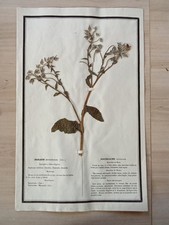 Ancien Herbier Botanique Histoire Naturelle Plante Herbe Bourrache  Officinale