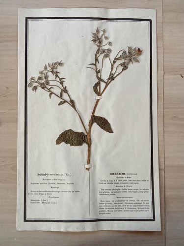 Ancien herbier botanique - ancien,