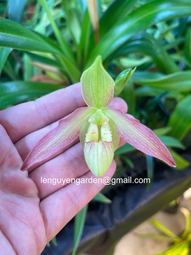 Phragmipedium franz glanz - phragmipedium,