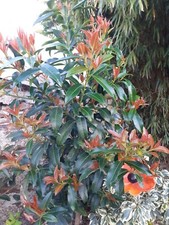 Euonymus Lucidus (Rare plant !!!!!)