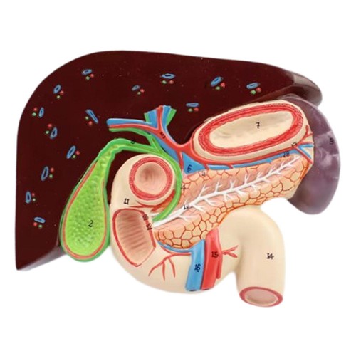 Modèle anatomie de - modèle, d'anatomie