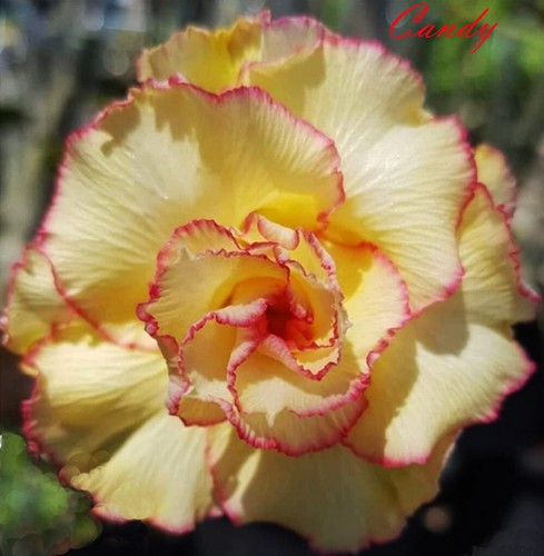 Neuf adenium obesum desert - neuf,