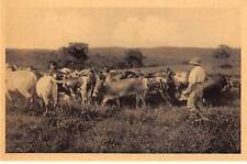 CONGO - SAN53909 - Mines d'or de Kilo Moto - Bétail des mines de Kerekere - S