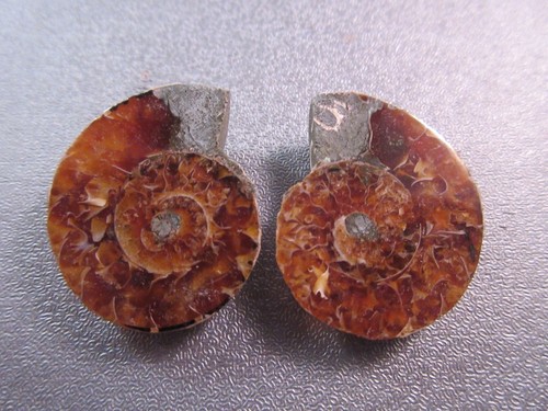Pair madagascar ammonite - pair,