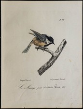 1830 - Mésange noire - Lithographie ancienne d'oiseau (Ornithologie)