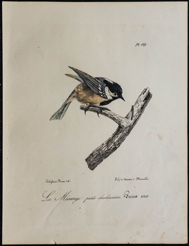 1830 mésange noire - 1830,