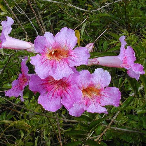 Podranea ricasoliana bignone - podranea,
