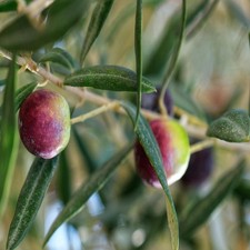 PLANTE D'OLIVIER MOULIN en pot