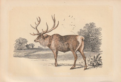 Rothirsch - (cervus, elaphus)