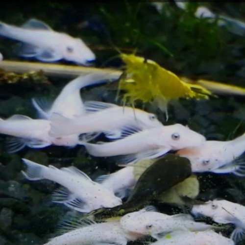 Lot ancistrus snow white - lot, 2