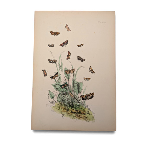 Genera british moths by - genera, of