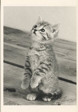 POSTCARD / CP / EDITIONS