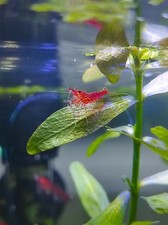 Lot De 5 Crevettes Red Cherry